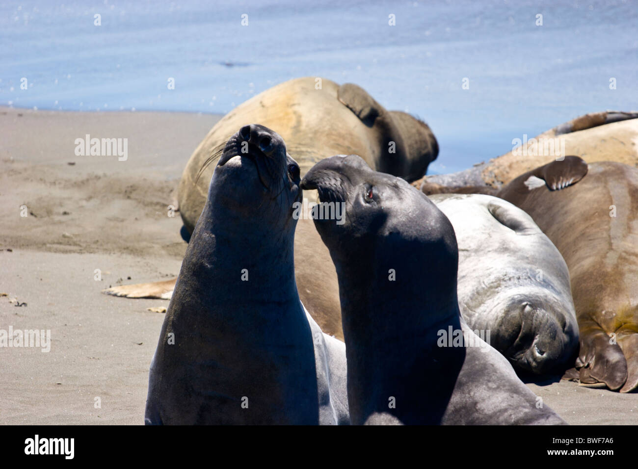 Elephant guarnizioni sulla spiaggia Foto Stock