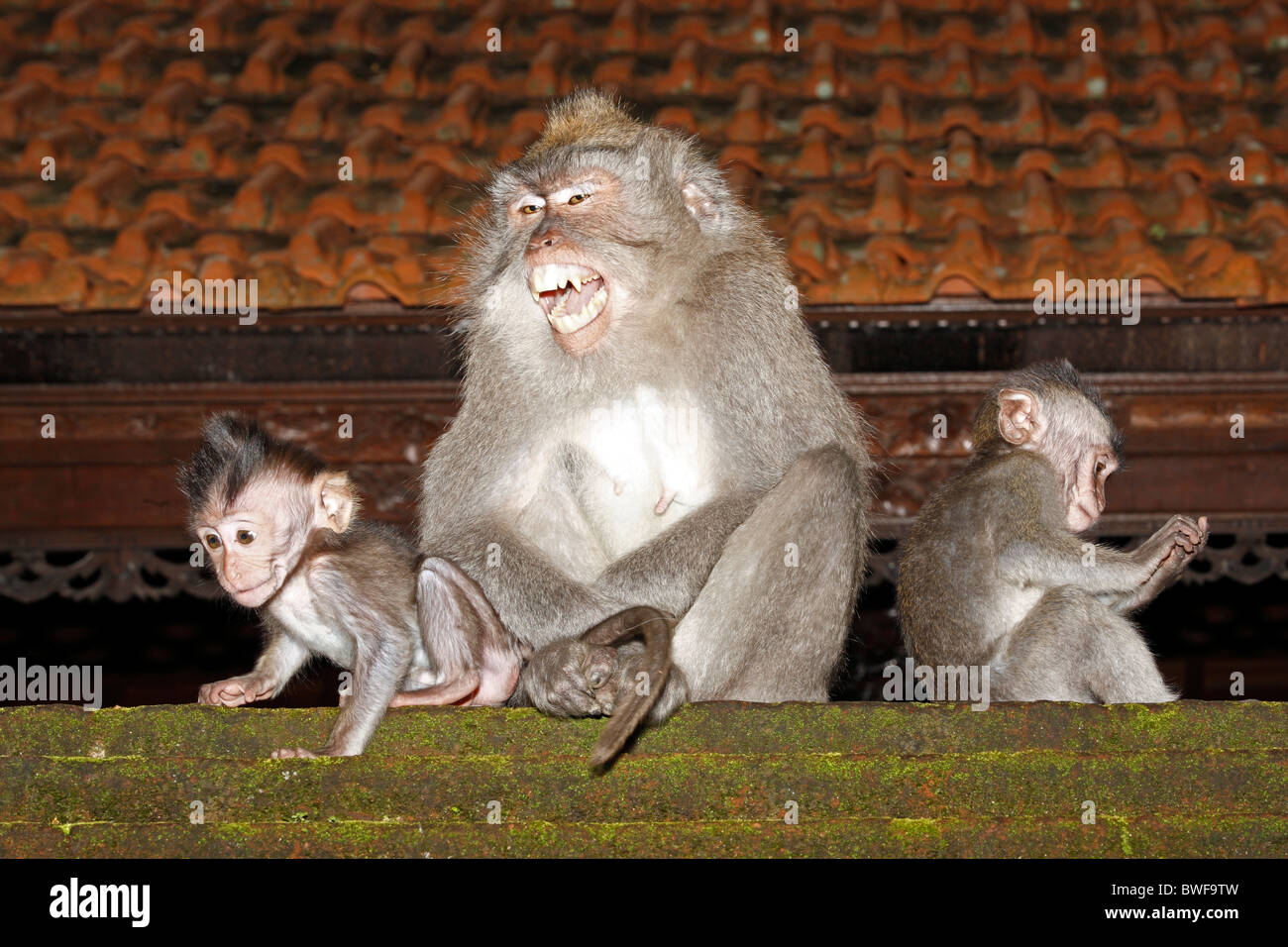 Una femmina di macachi a coda lunga o granchio mangia macaco Macaca fascicularis, prendersi cura di due bambini. L'adulto è ululano Foto Stock