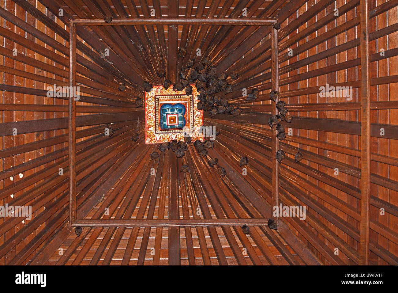 Volpi volanti che vivono nel tetto del Wantilan o sala riunioni, della pura Dalem Agung Tempio. Sacro Santuario della Foresta delle Scimmie Foto Stock