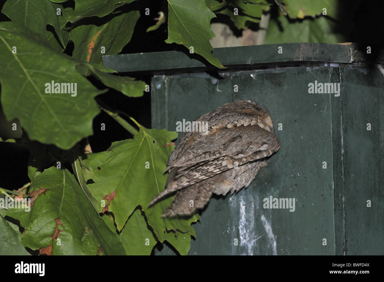 Assiolo - Eurasian assiolo - europeo assiolo (Otus scops) adulto portando in preda al pulcino di alimentazione Foto Stock