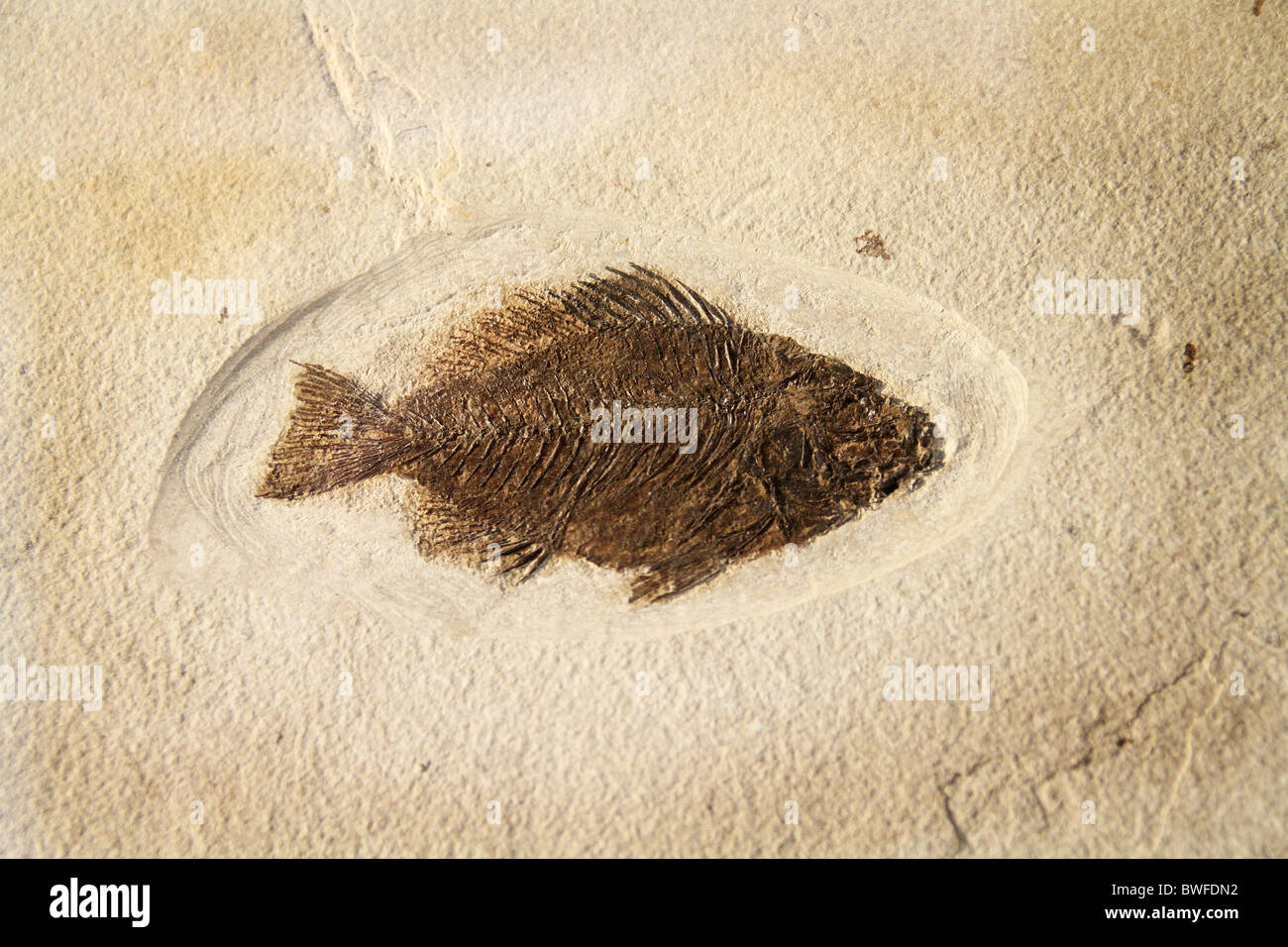 Pesci fossili preparati per la visualizzazione nel tagliare la pietra. Foto Stock