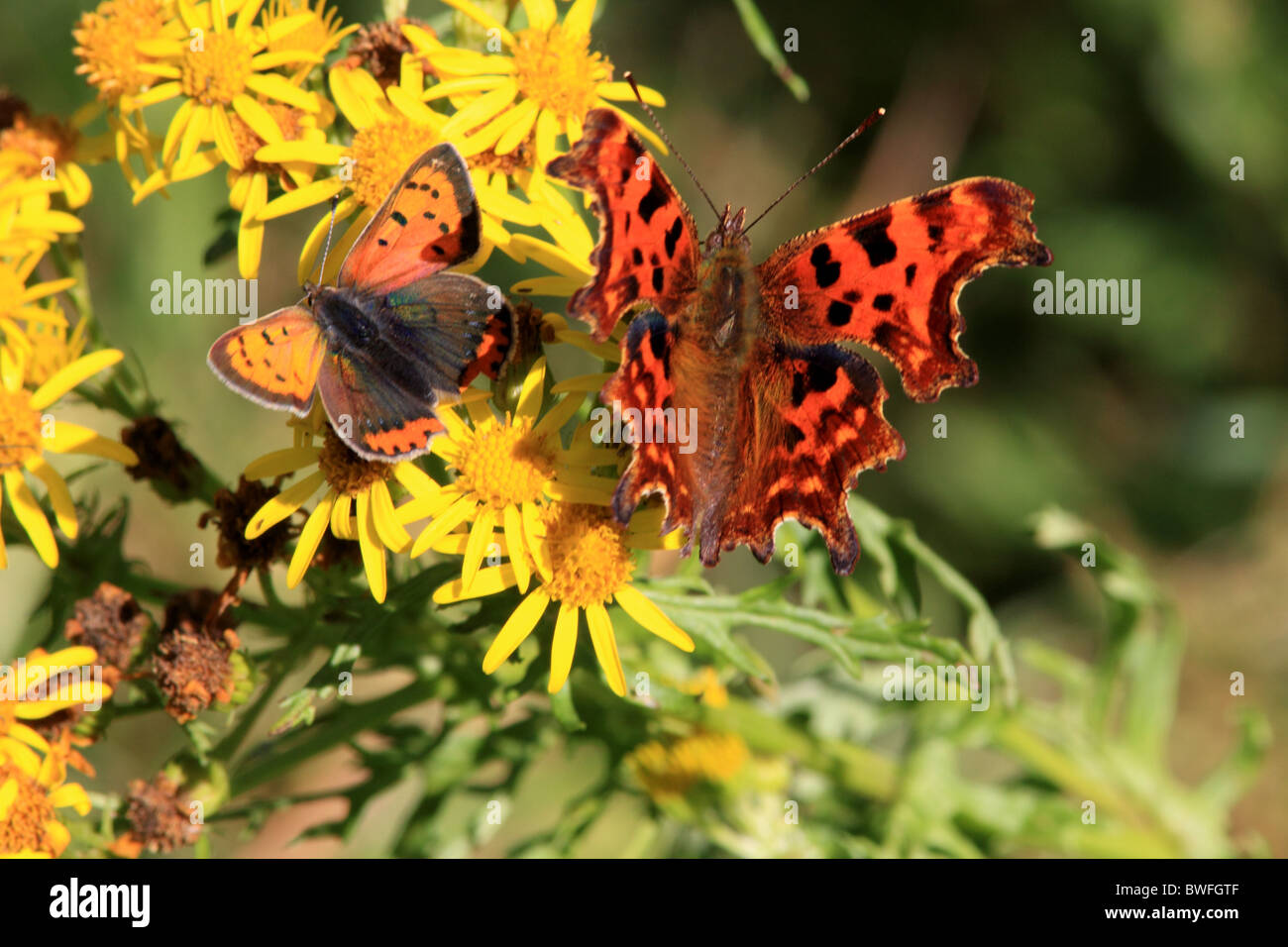 Regno Unito piccole farfalle in rame ( Lycaena phlaeas ) e la virgola (Polygonia c-album ) sul selvaggio fiore erba tossica Foto Stock