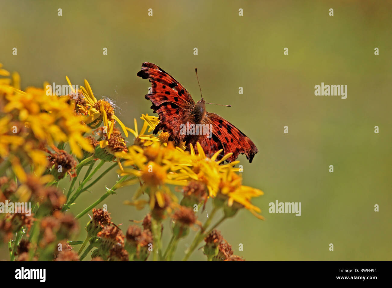 Regno Unito Butterfly virgola (Polygonia c-album ) sul selvaggio fiore Comune di erba tossica Foto Stock