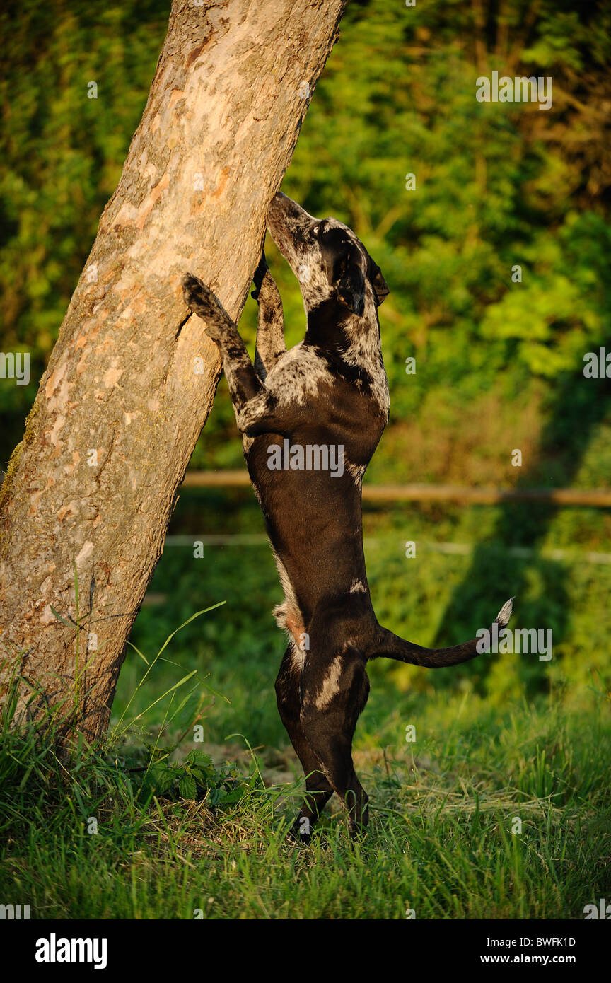Lousiana Catahoula Leopard Dog Foto Stock