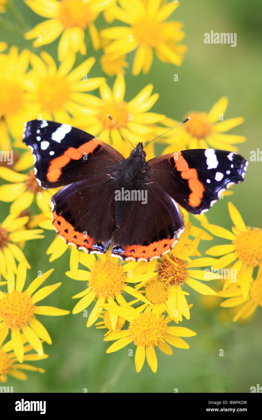 Regno Unito rosso farfalla Admiral ( Vanessa Atalanta ) sul selvaggio fiore erba tossica Foto Stock