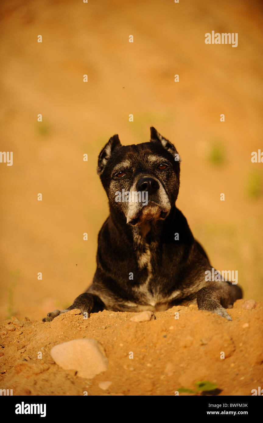 Mongrel Foto Stock