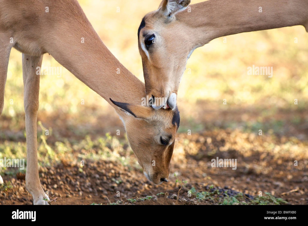 Giovani impala (Aepyceros melampus) leccare le orecchie, il Parco Nazionale Kruger, Mpumalanga Provincia, Sud Africa Foto Stock