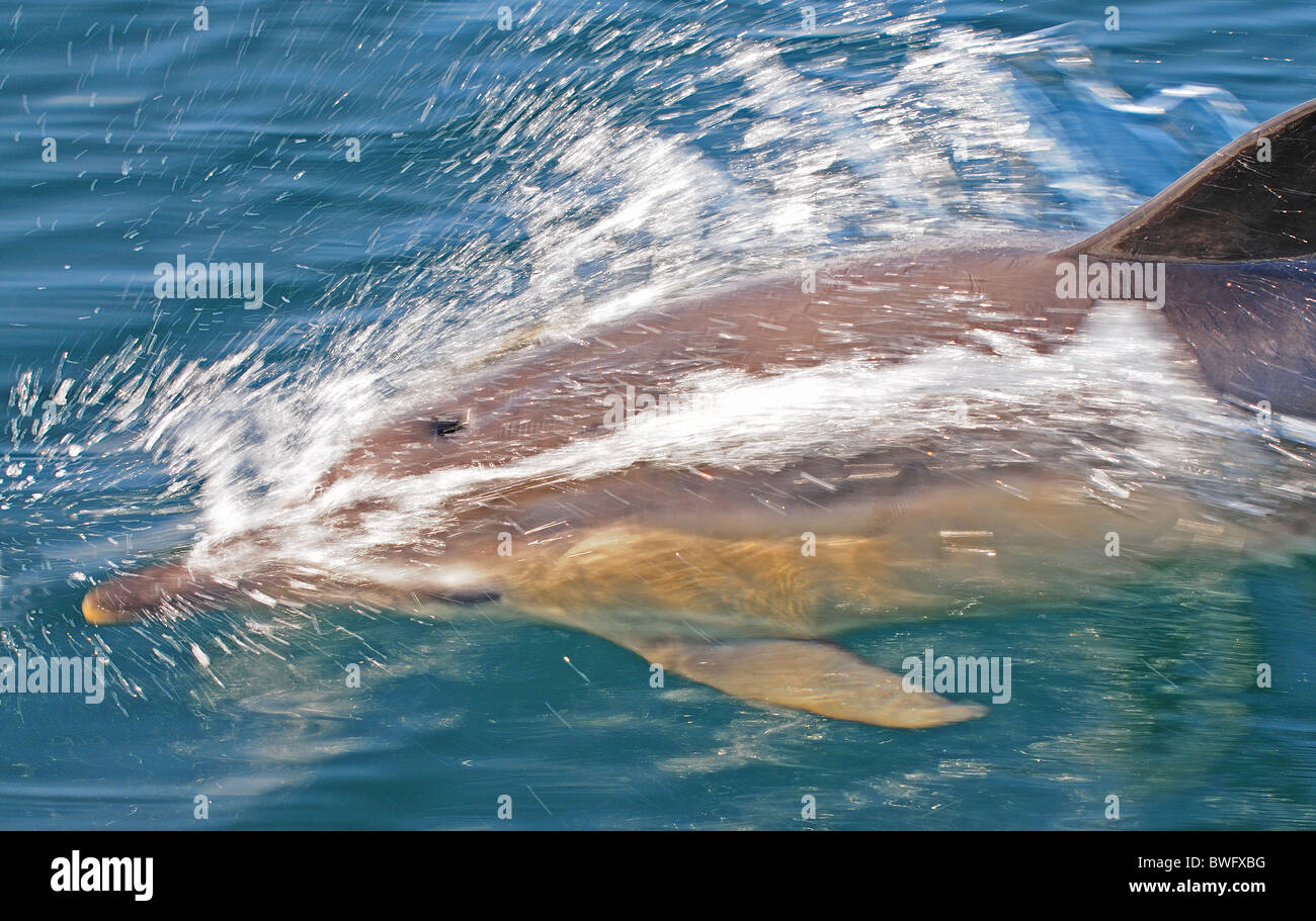 Delfino comune in barca Foto Stock