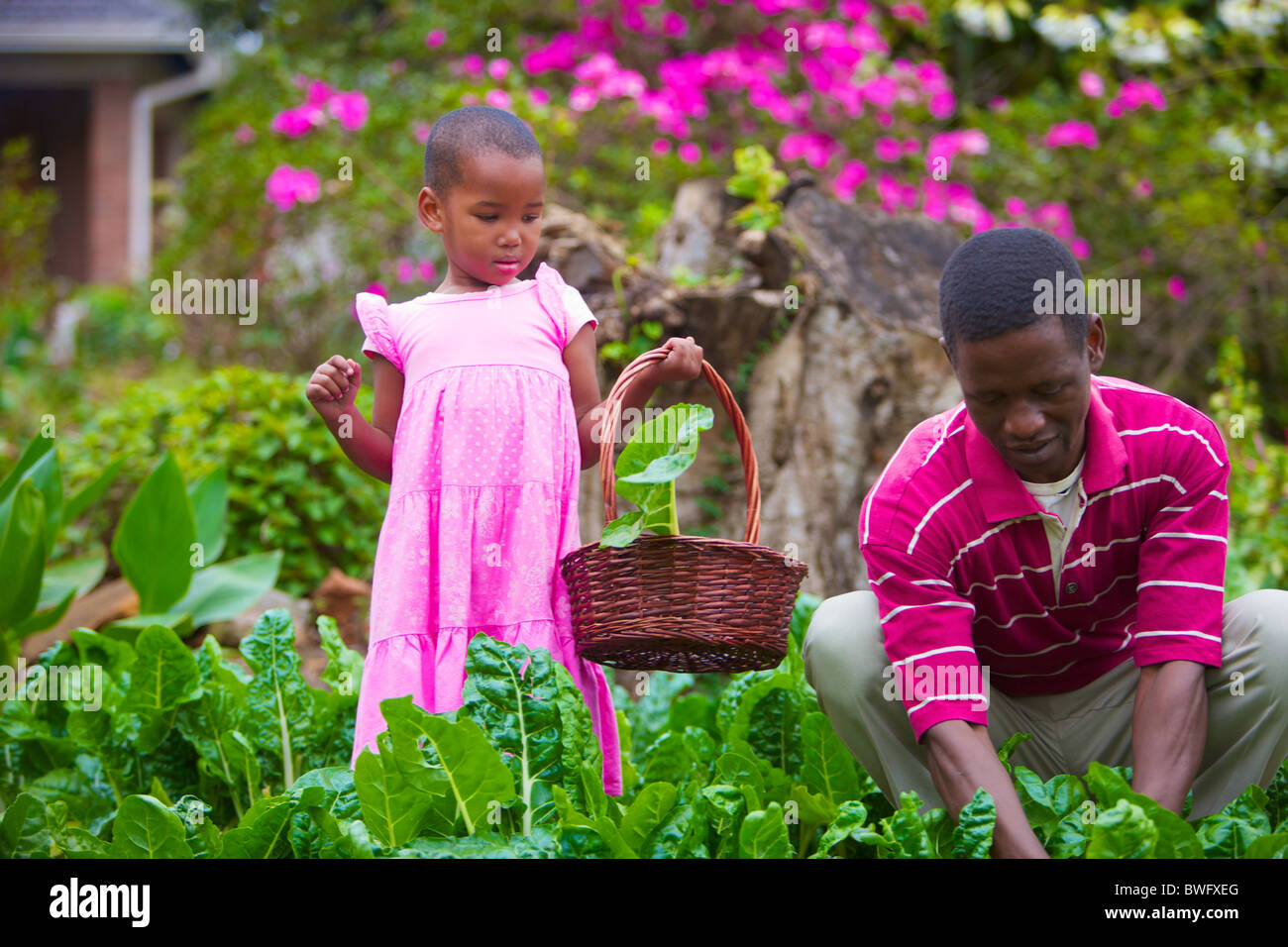 Un bambino e un uomo nel cavolo patch, KwaZulu-Natal, Sud Africa Foto Stock