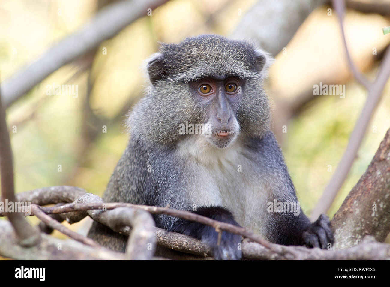 Un ritratto di una scimmia Samango, Zululand, Kwazulu-Natal, Sud Africa Foto Stock