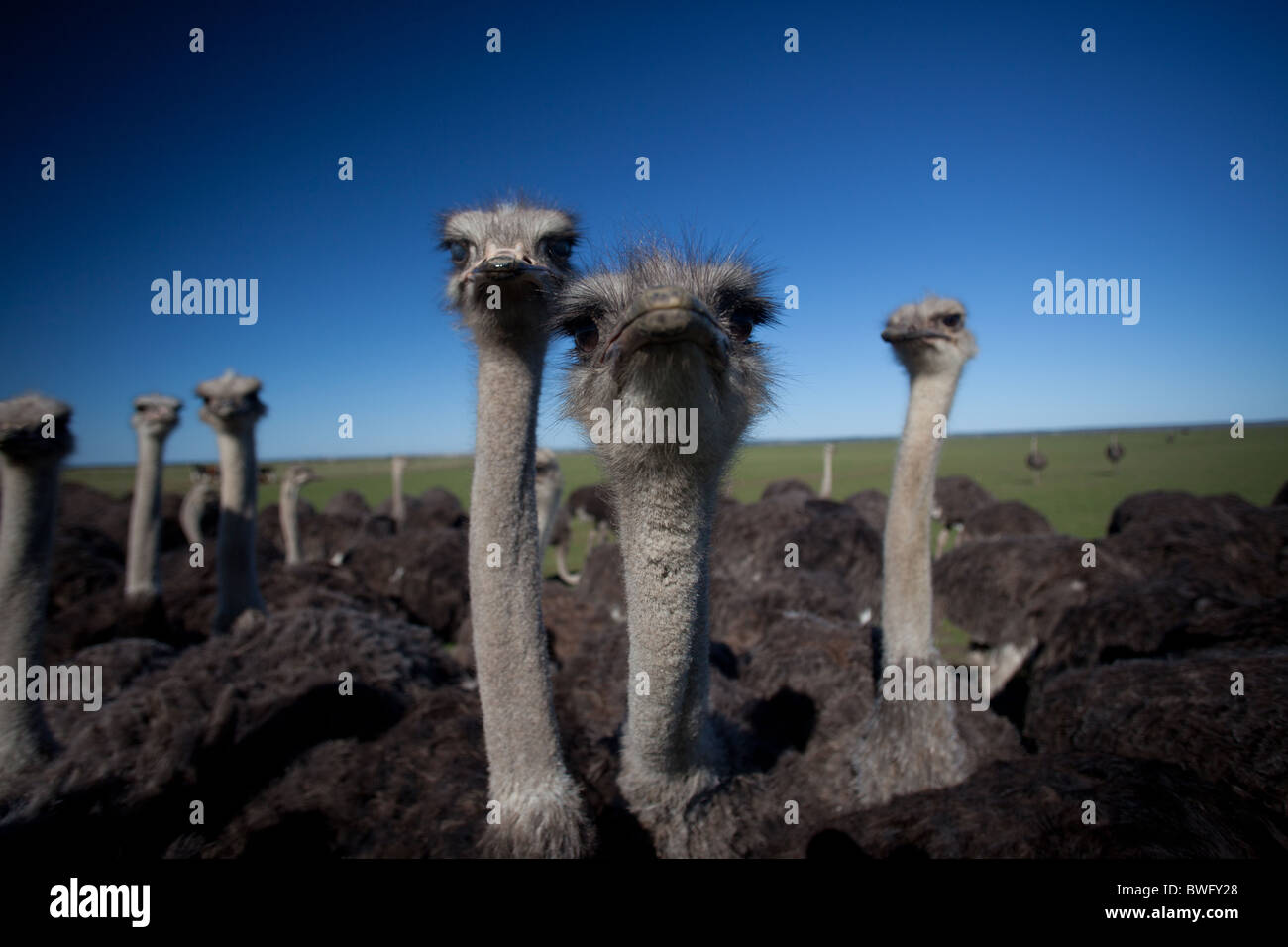 Gli struzzi close up faccia a faccia, San Francesco, Capo orientale, Sud Africa Foto Stock