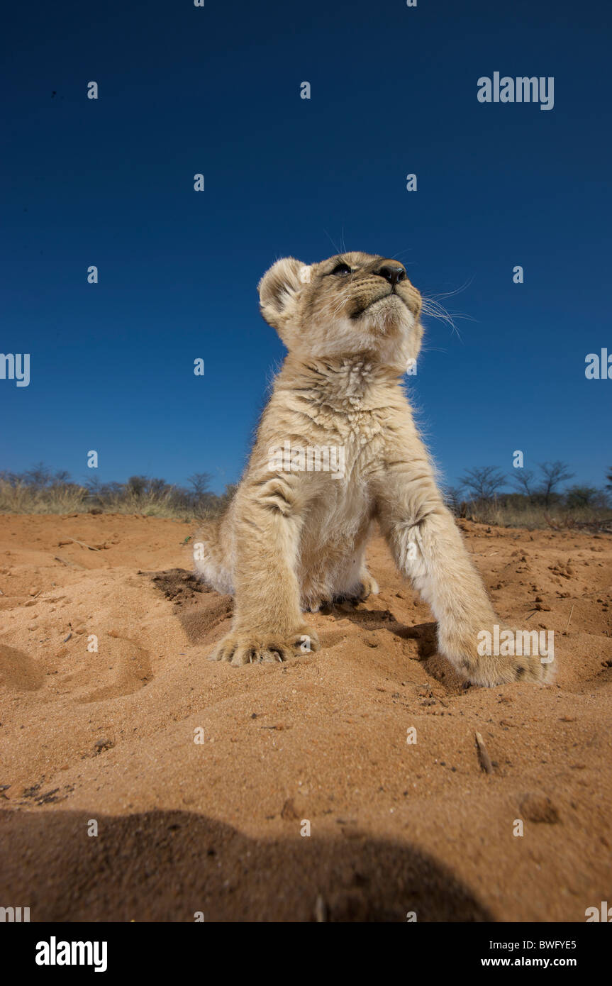 Lion Cub (Panthera Leo) seduto sulla sabbia, Namibia Foto Stock