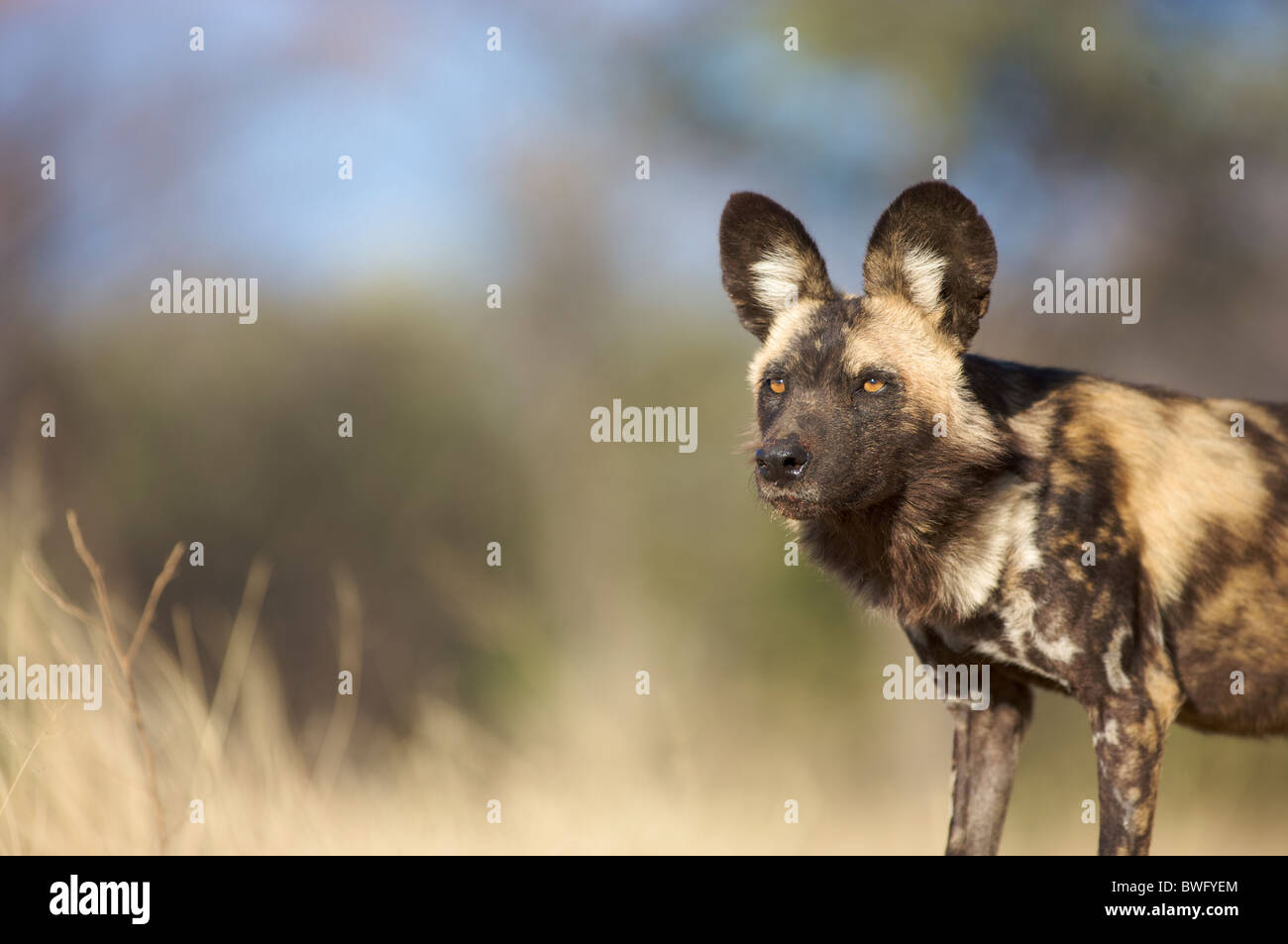 African Wild Dog (Lycaon Pictus) caccia, Namibia Foto Stock