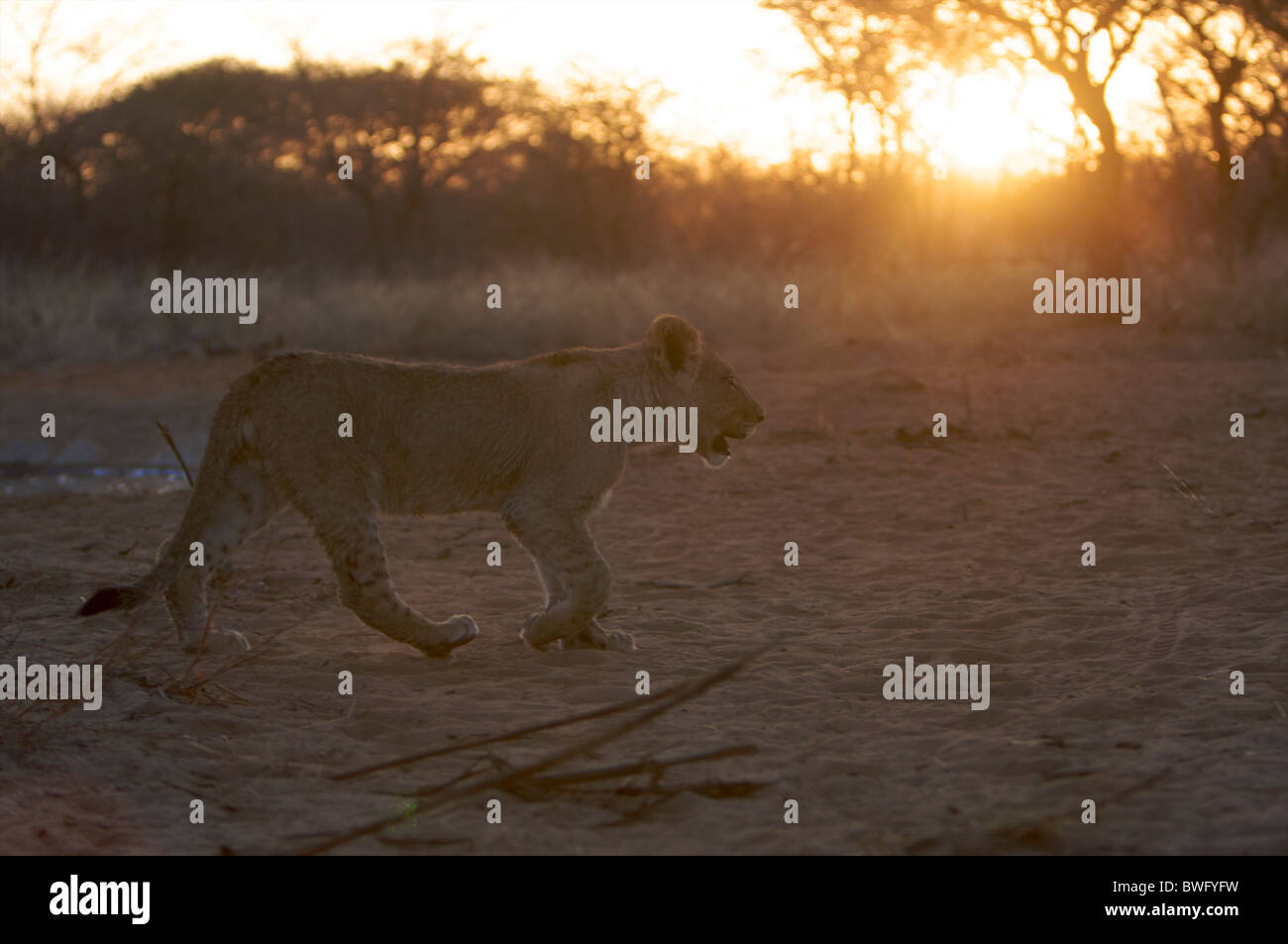 Leonessa (Panthera Leo) passeggiate tra la sabbia, Namibia Foto Stock