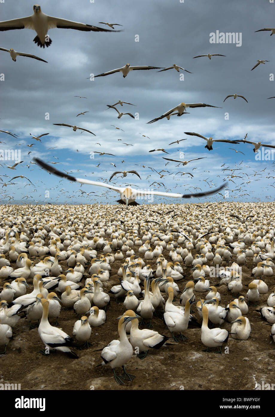 Le sule in piedi sul suolo in affollati gannett colony altri ganets volare nel cielo sopra Bird Island Algoa Bay Easton Capo Sud Foto Stock