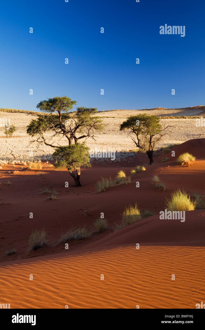 Ampia vista del increspata dune, Thorn trees e prateria tipica per il Namib Rand. Namib Naukluft Park, Namibia Foto Stock