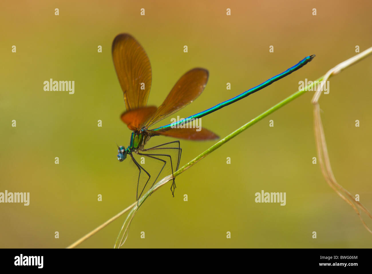 Cinese endemica demoiselle/ damselfly lampeggiare le sue ali Foto Stock