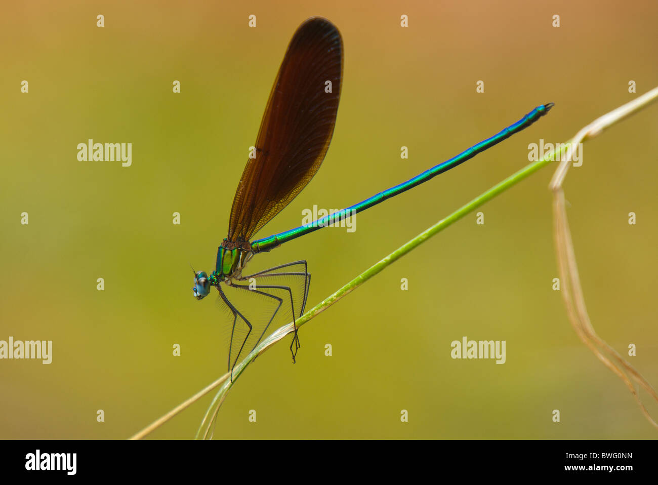 Cinese endemica demoiselle/ damselfly Foto Stock