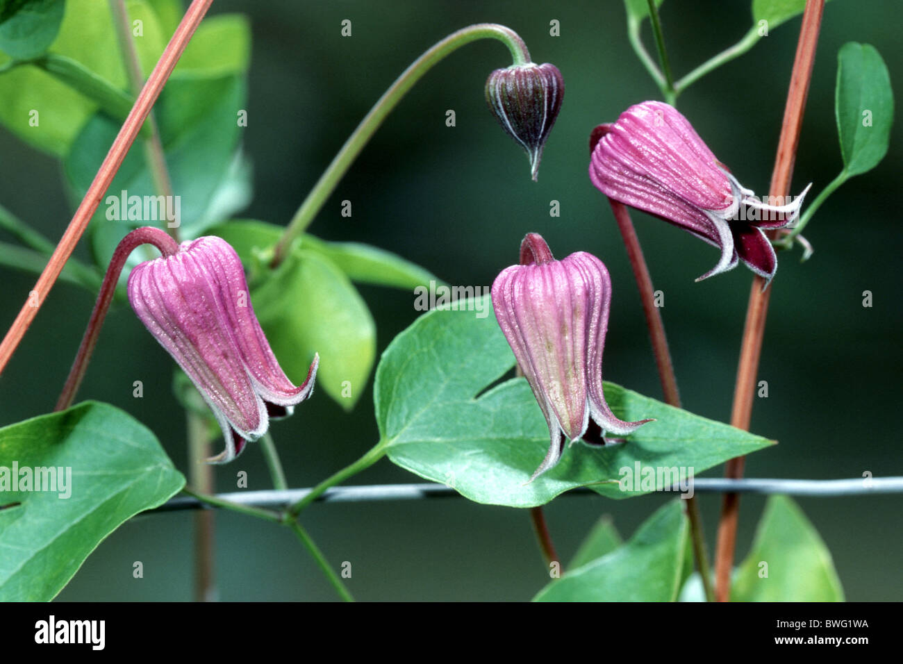 Viola la clematide (Clematis pitcheri), fioritura. Foto Stock