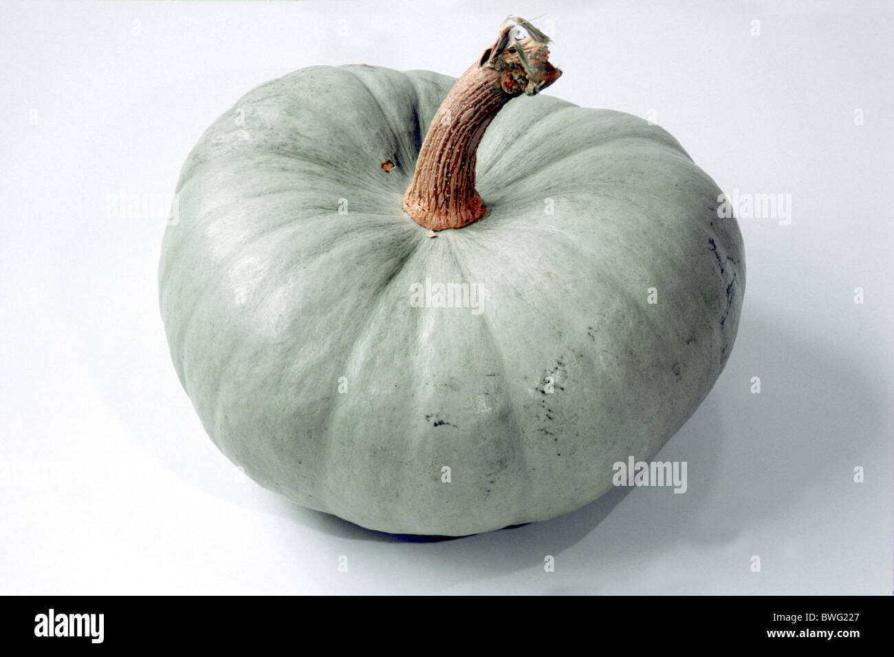 La zucchina, zucca, zucchini (Cucurbita maxima), varietà: Bianco Cheesequake, frutta, studio immagine. Foto Stock