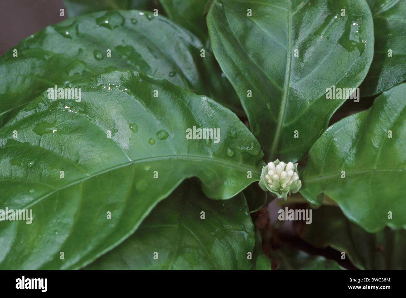 Ipecac, caffè selvatico, ipecacuana (Cephaelis ipecacuana, Psychotria ipecacuana), le foglie e i fiori gemme. Foto Stock