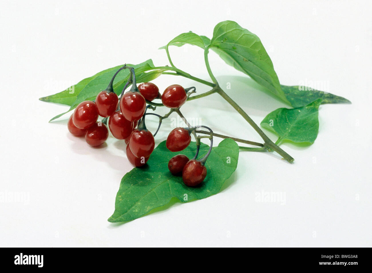 Bittersweet Nightshade (Solanum dulcamara), ramoscello con frutta, studio immagine. Foto Stock