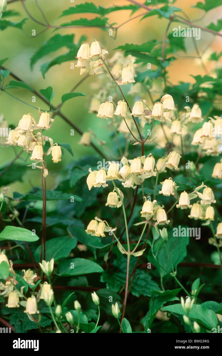 Clematis (Clematis rehderiana), fioritura. Foto Stock