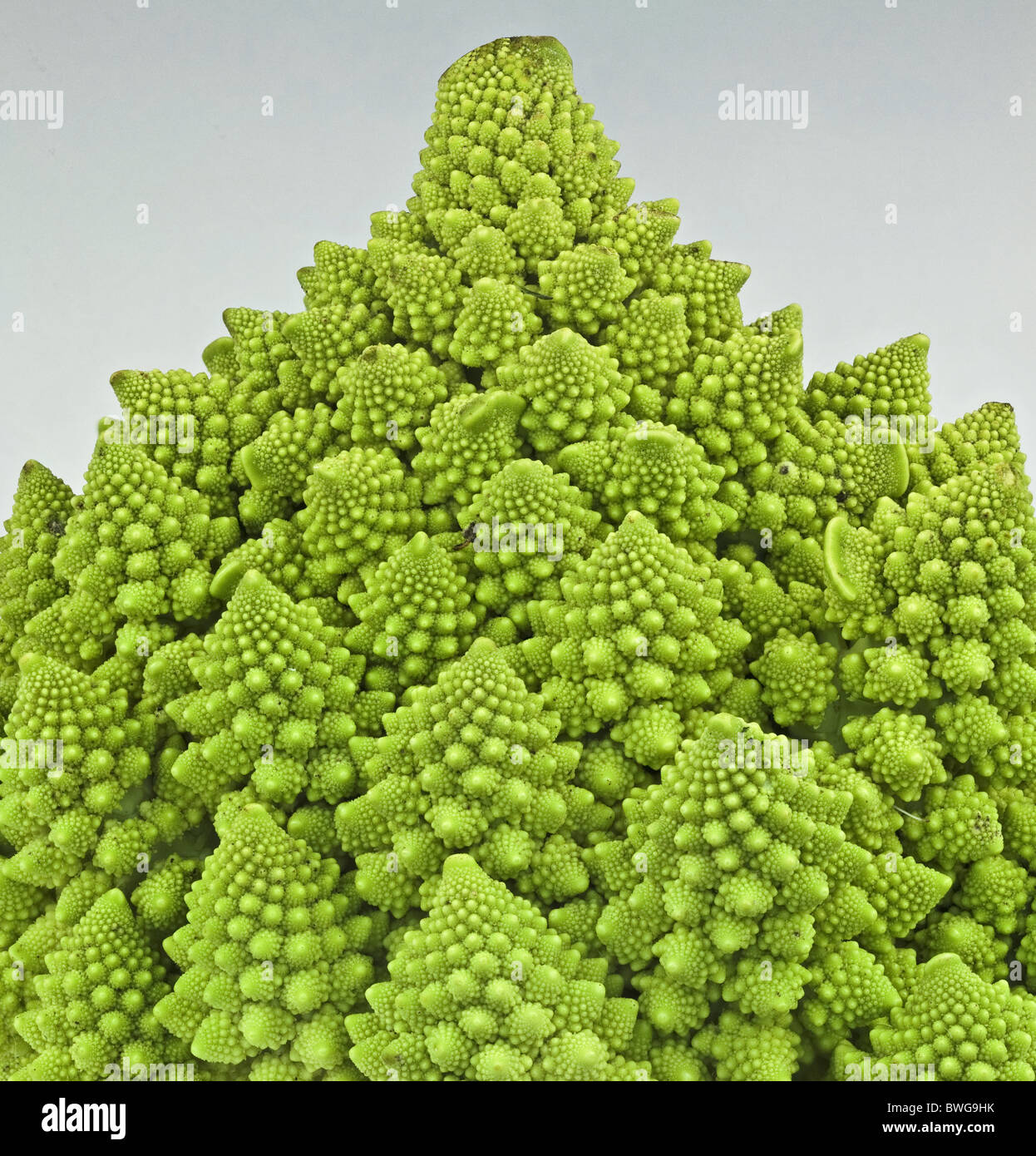 Brassica oleracea Romanesco Kohl Foto Stock