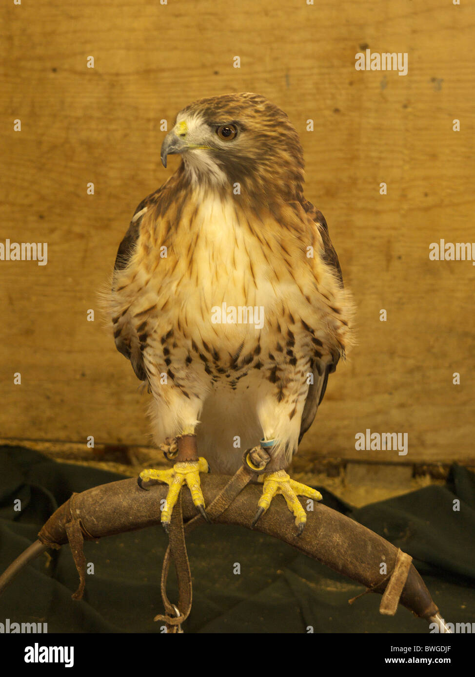 Peregrin Falcon e in razze rare sezione a Newark il trattore e patrimonio mostra Novembre 2010 Foto Stock
