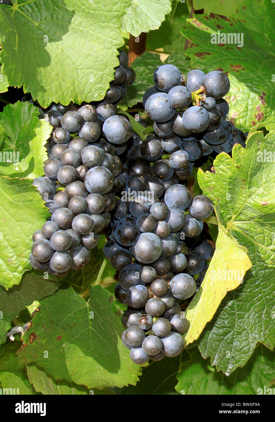 Un grappolo di uva su un vitigno circa piano Foto Stock