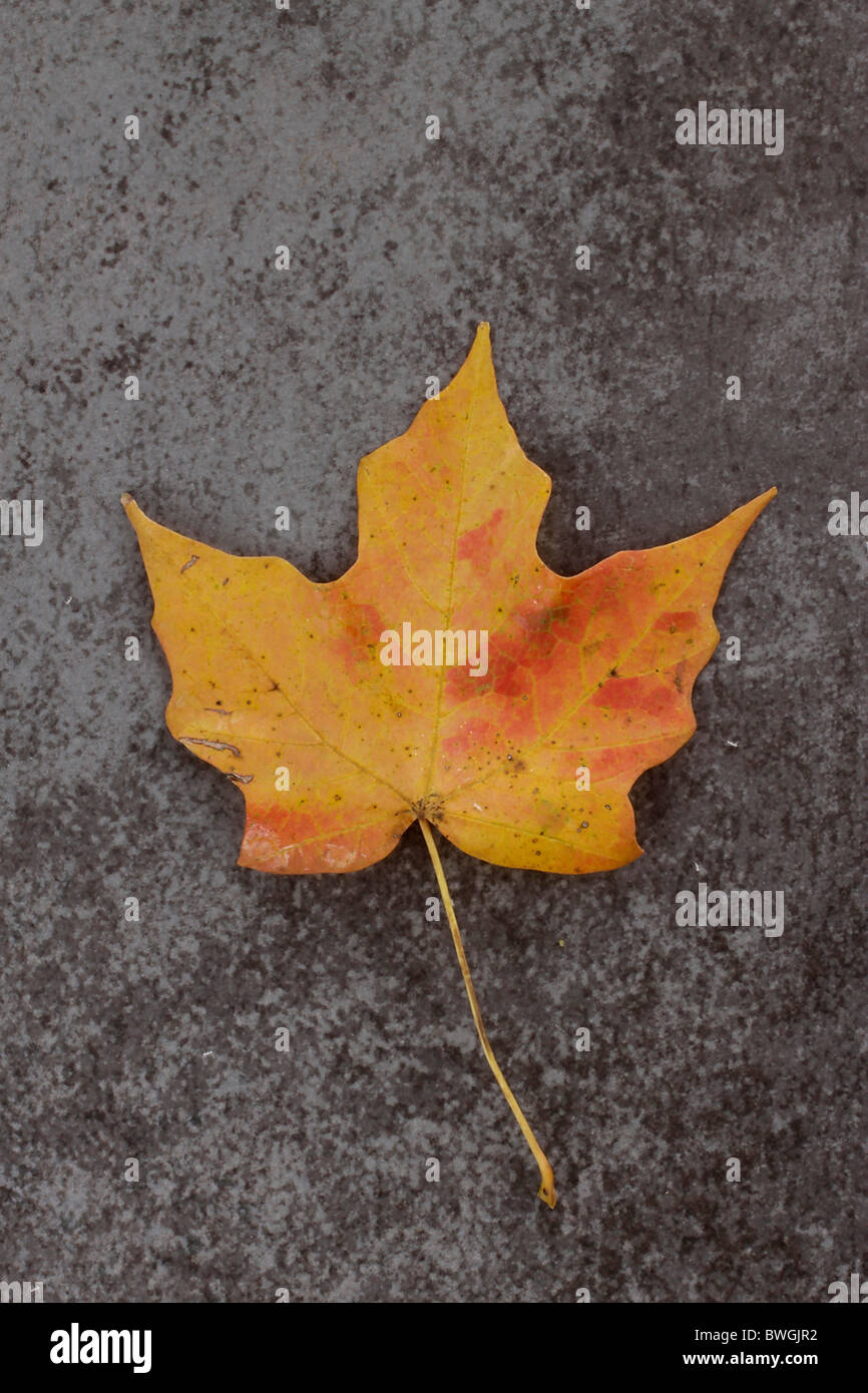 Foglie di acero in autunno colori Foto Stock