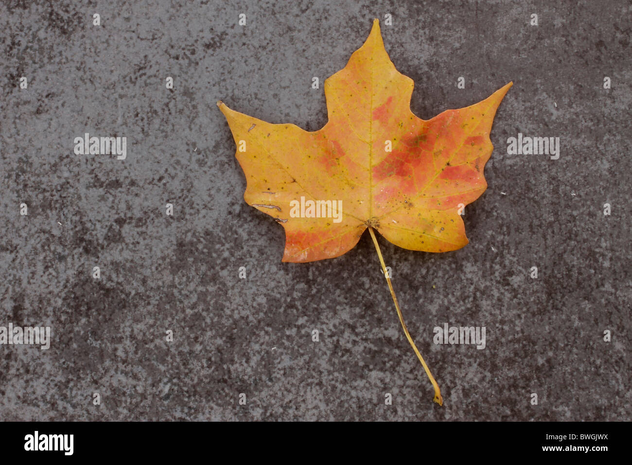 Foglie di acero in autunno colori Foto Stock