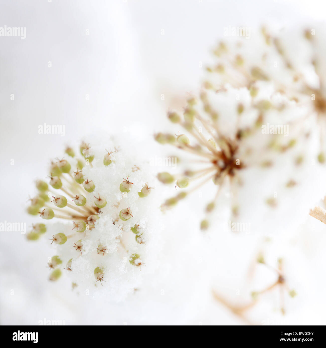 La fruttificazione aralia giapponesi in inverno la neve - fine art Jane-Ann fotografia fotografia Butler JABP949 con diritti gestiti Foto Stock