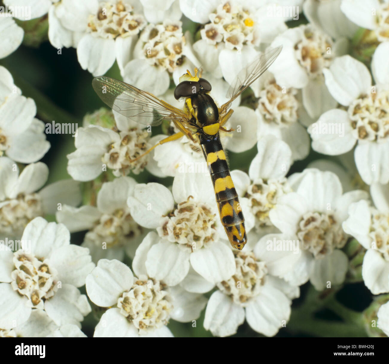 Una lunga mosca (Sphaerophoria scripta) su un fiore di freccia (Achillea millefolium) Foto Stock