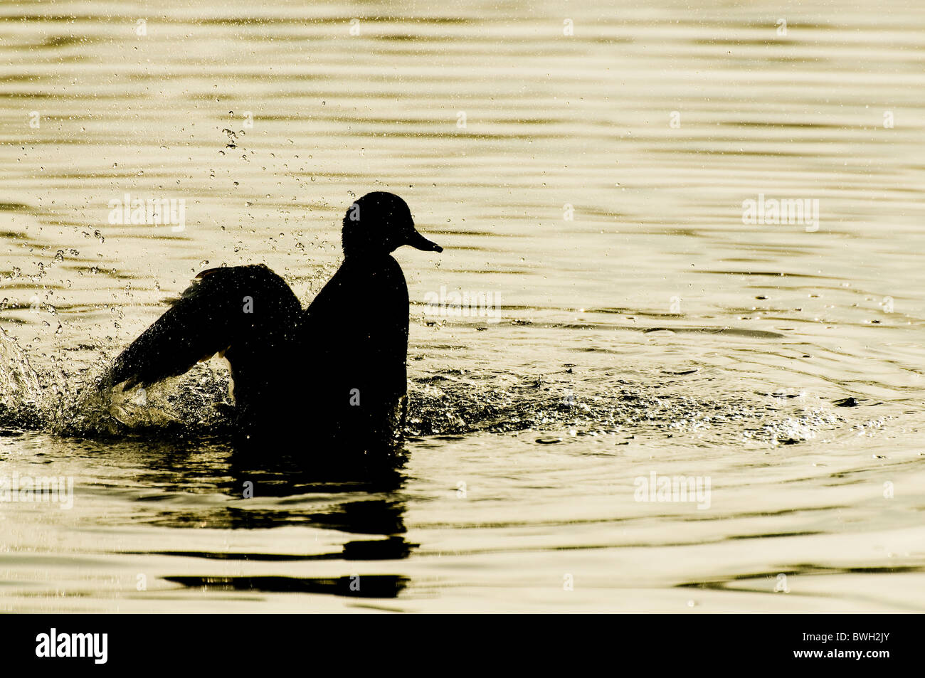 Mallard duck stretching e lavaggio a Thatcham canneti Foto Stock