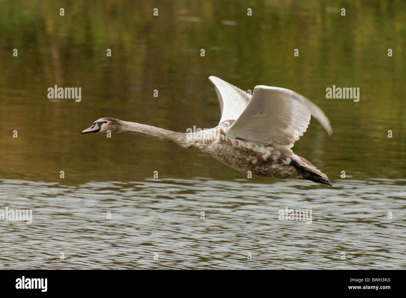 Cigno cygnet in volo Foto Stock