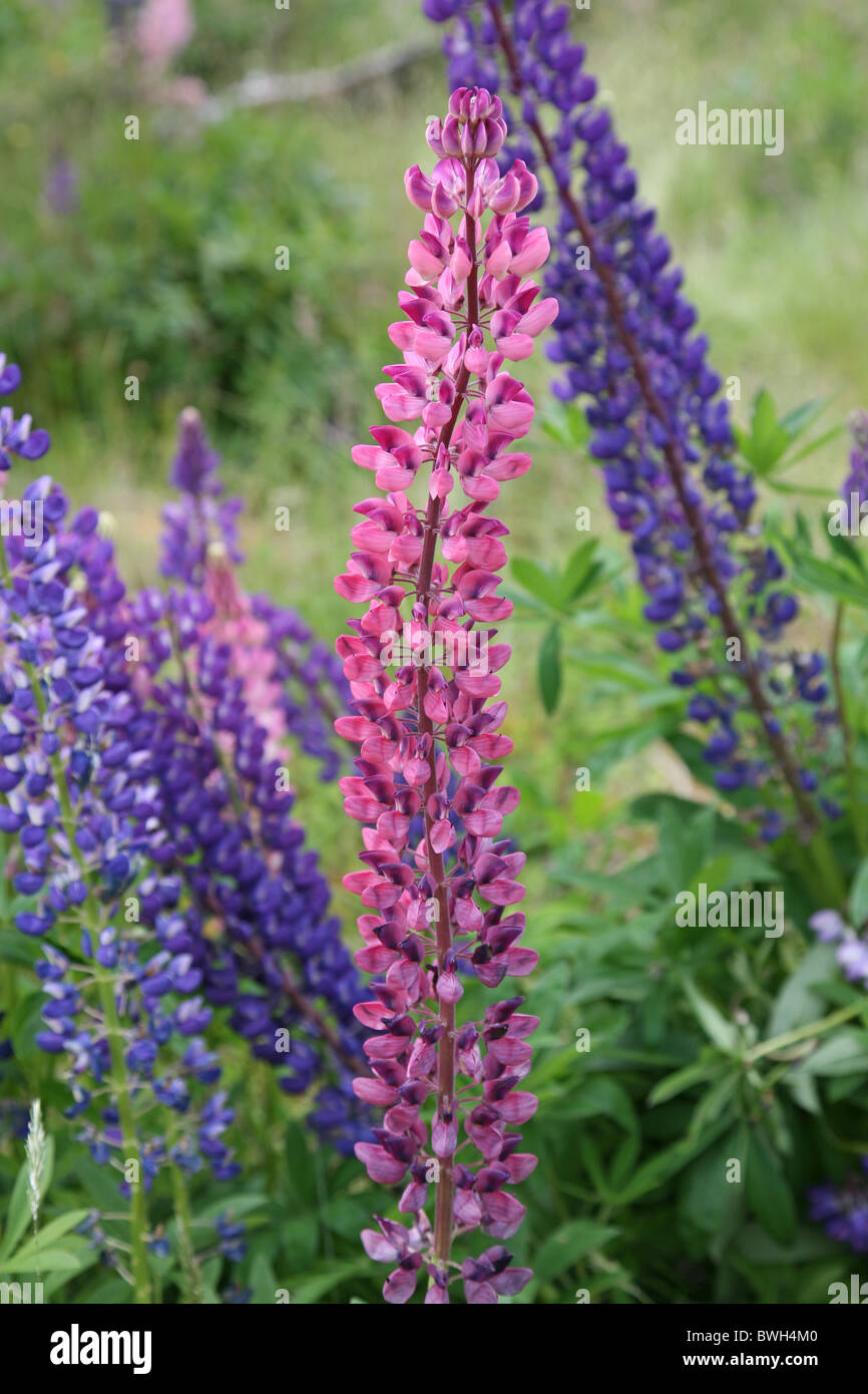 Lupini selvatici in Nuova Zelanda Foto Stock