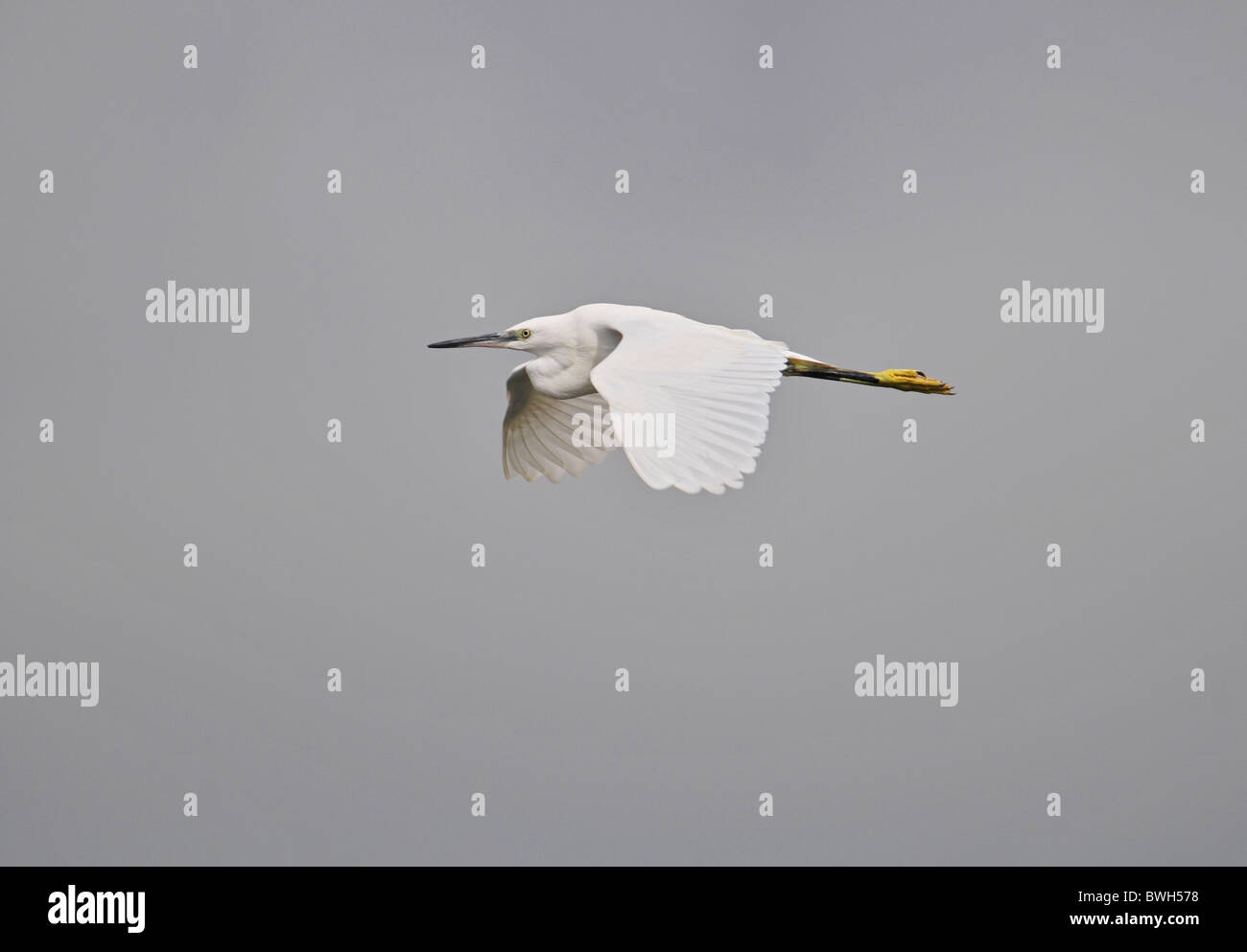 Garzetta Egretta garzetta In volo Estate Regno Unito Foto Stock