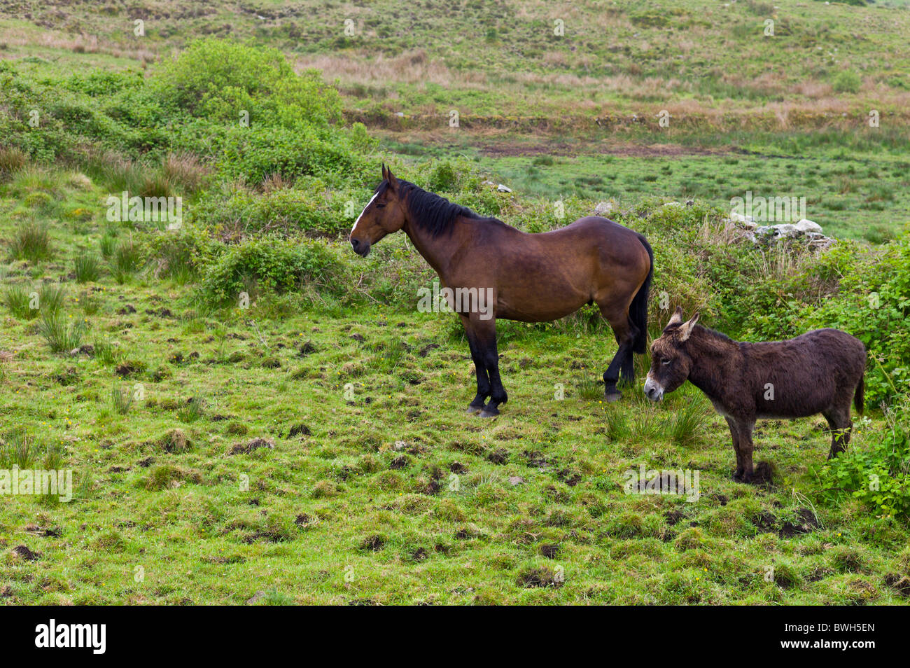 Irish cavallo e asino voltare le spalle al vento in County Clare, Irlanda Foto Stock
