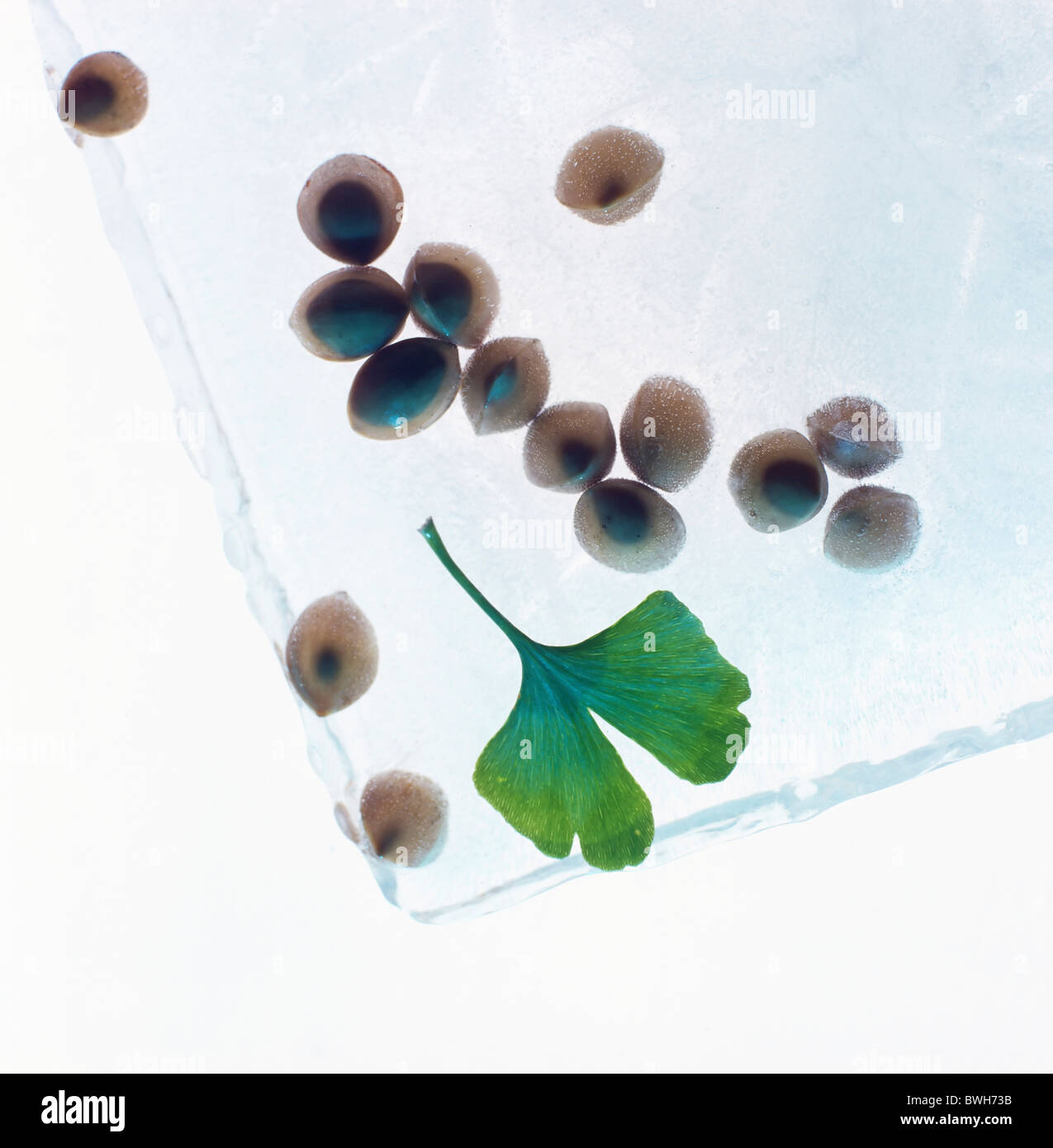 Giovane foglia di un ginkgo (Ginkgo biloba) impianto con i kernel di seme congelato in ghiaccio Foto Stock