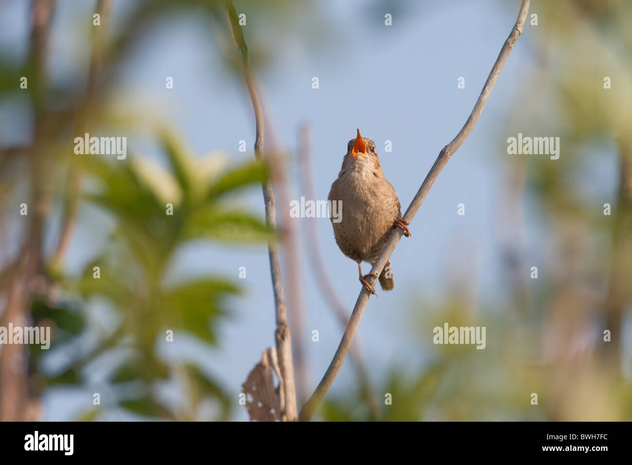 scricciolo Foto Stock