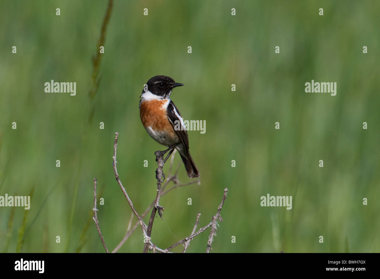 Stonechat comune Foto Stock