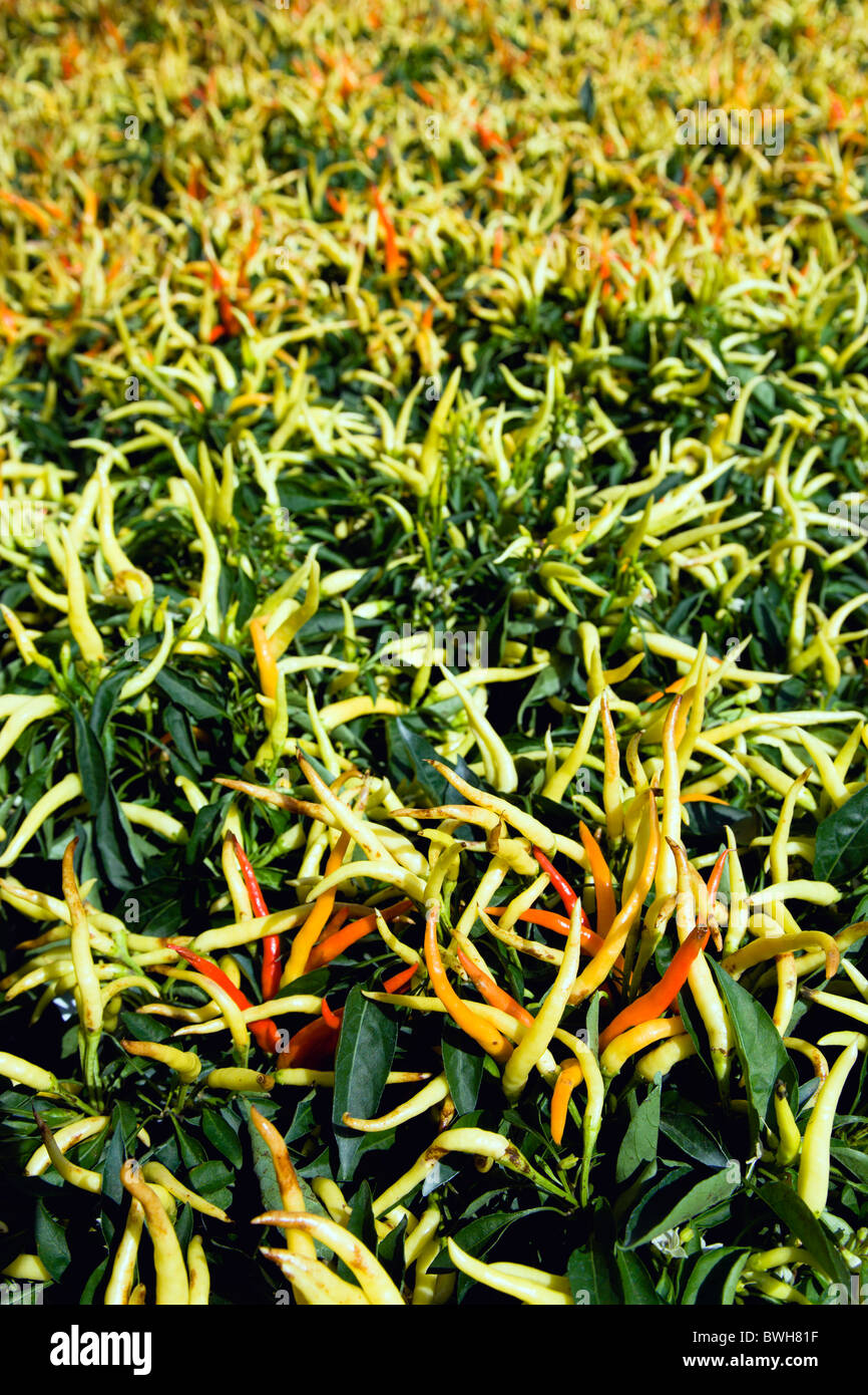 Agricoltura, erbe e spezie, peperoncino, verde giallo e mature, peperoncino rosso che cresce su piante. Foto Stock