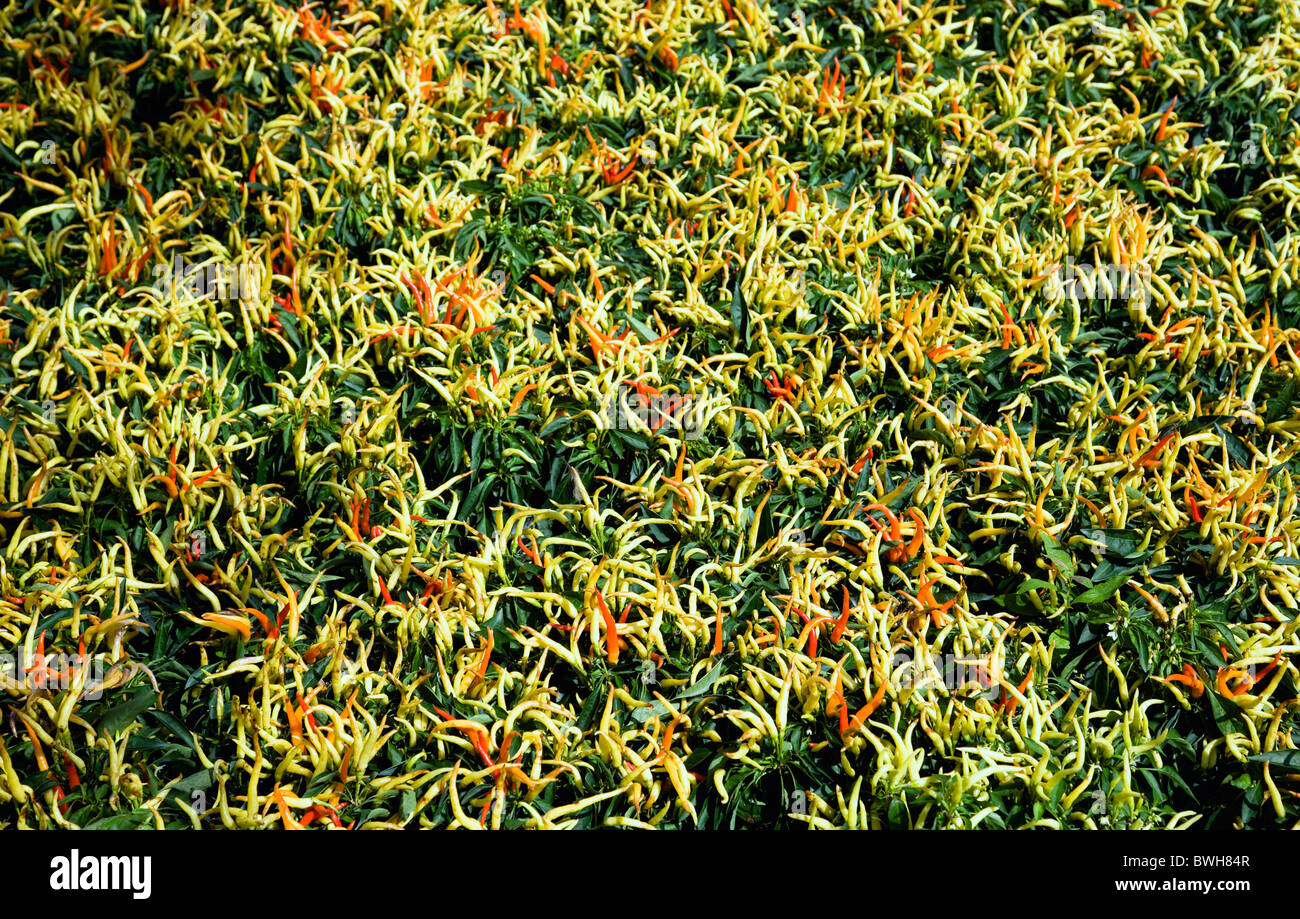Agricoltura, erbe e spezie, peperoncino, verde giallo e mature, peperoncino rosso che cresce su piante. Foto Stock