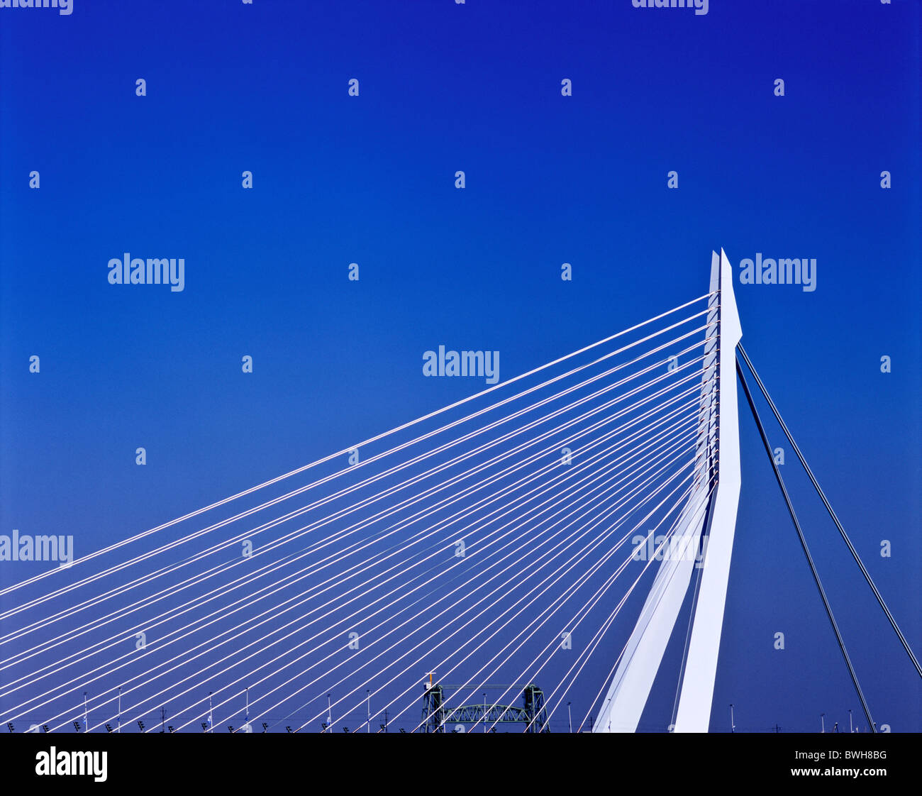 Il ponte di Erasmus colmare il fiume Mosa, Rotterdam, Paesi Bassi Foto Stock