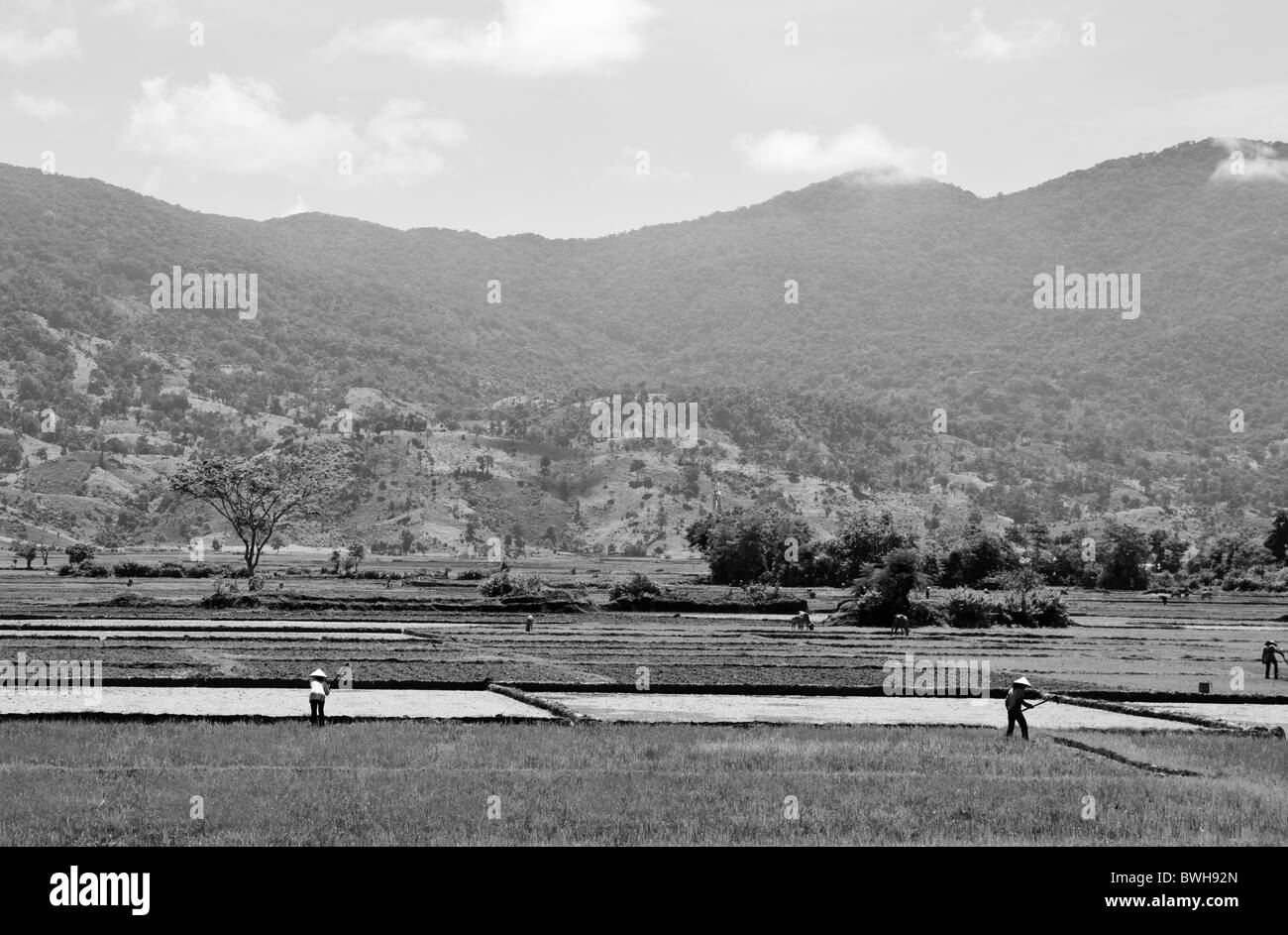 In bianco e nero di riso paddy lavoratori la raccolta in cottura calore Vietnam Foto Stock