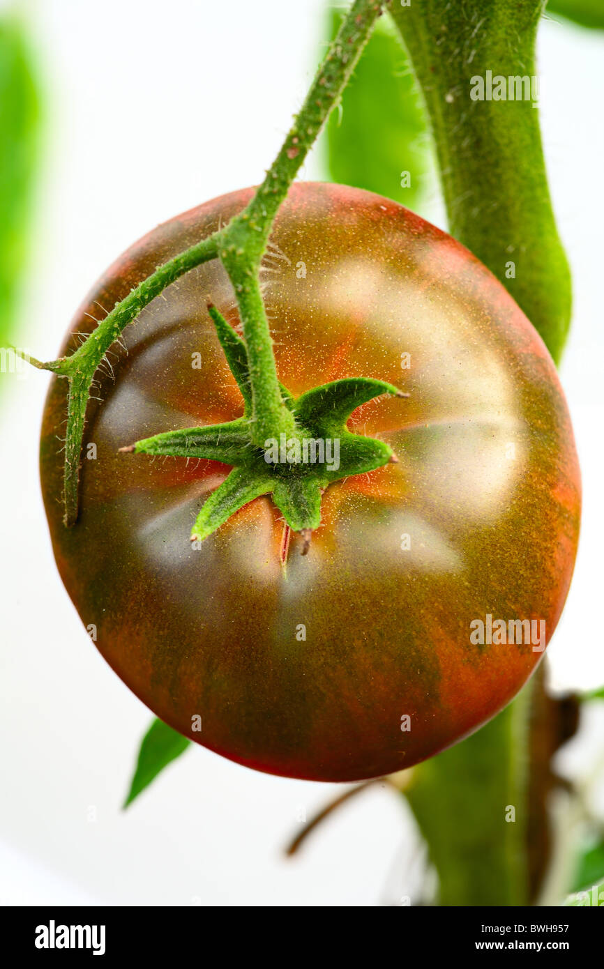 Nero Krim -- cimelio ucraino pomodoro originarie dalla Crimea regione del Mar Nero Foto Stock