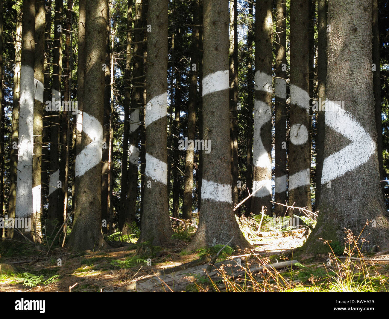 Artwork Sinnsuche, ricerca di significato, foresta dipinta da Monika Glasl, Kunstwanderweg Sinneswandel art trail su Mt. Blomberg Foto Stock