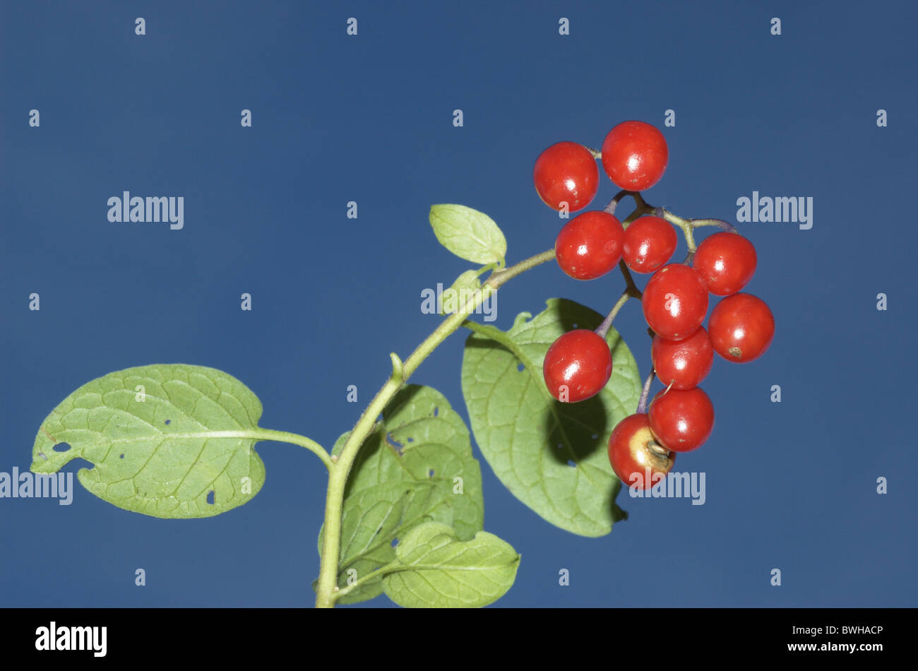 Agrodolce, agrodolce Nightshade o amaro Nightshade (Solanum dulcamara) Foto Stock