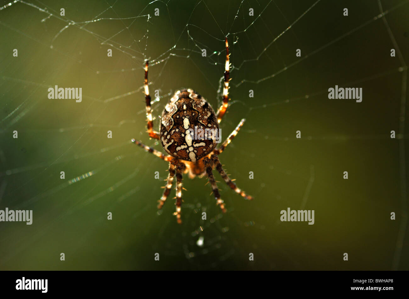 Giardino europeo Spider, diadema Spider, o Croce Spider (Araneus diadematus) in un sito web Foto Stock